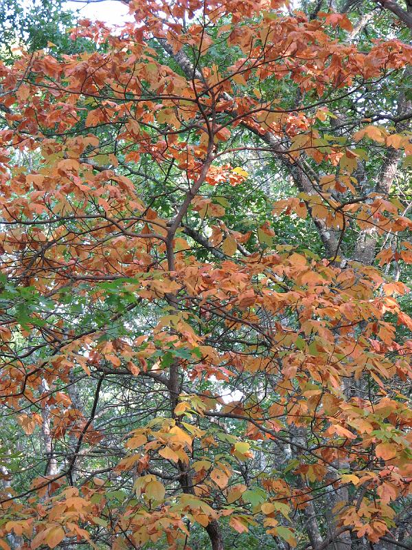 2008-10-08_Francis_Carter_Preserve 047.jpg